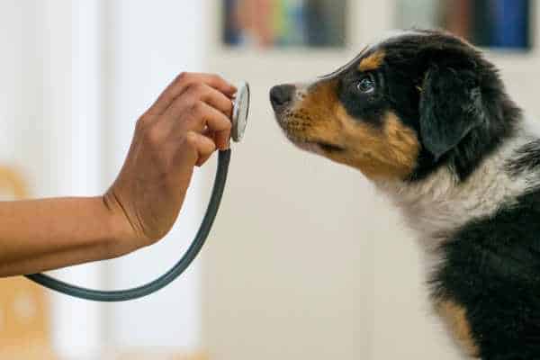 Sistema para Pet Shop e Clínica Veterinária Controle Completo do Atendimento ao Estoque